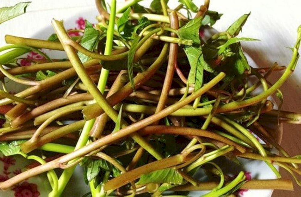 White and purple morning glory grow in different conditions from dry soil to wetlands